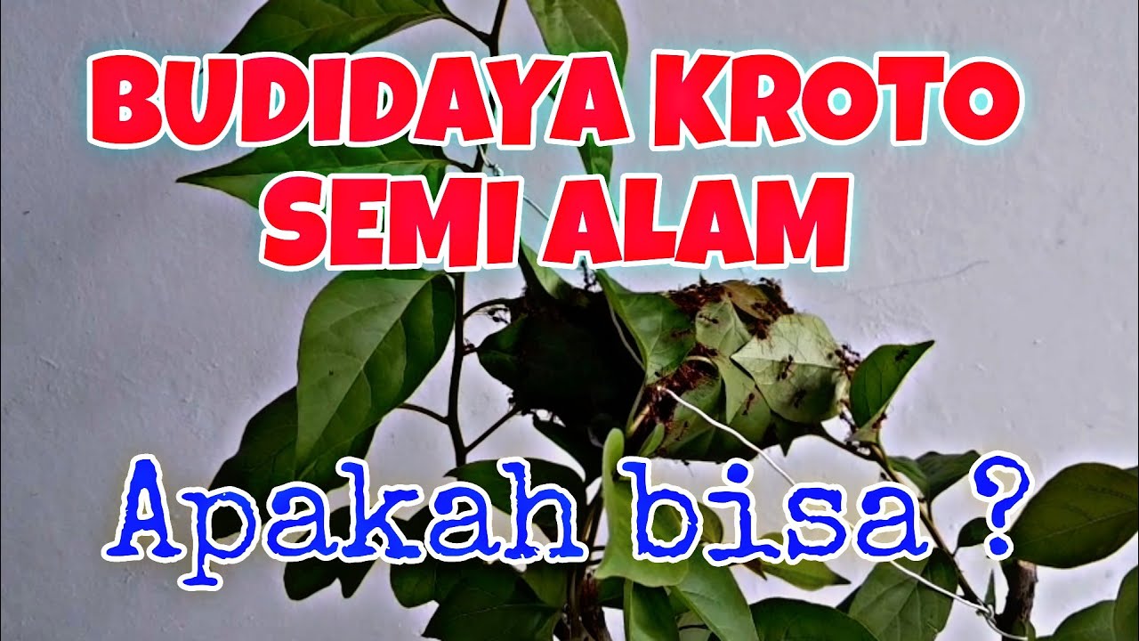 BUDIDAYA KROTO SEMI ALAM‼️