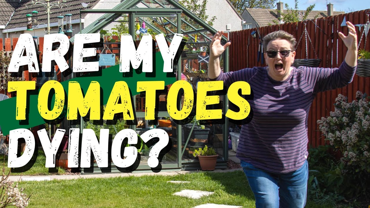 Why do tomato leaves turn purple?
