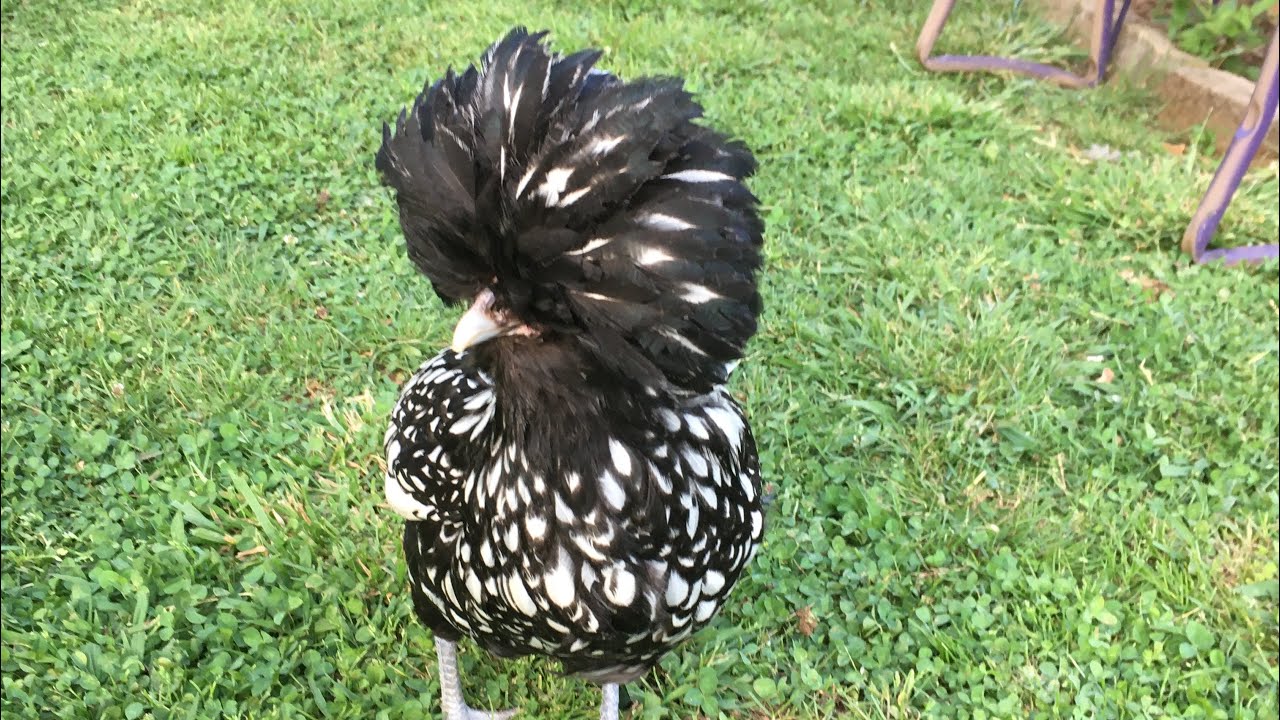 Breed Profile of Polish Chickens