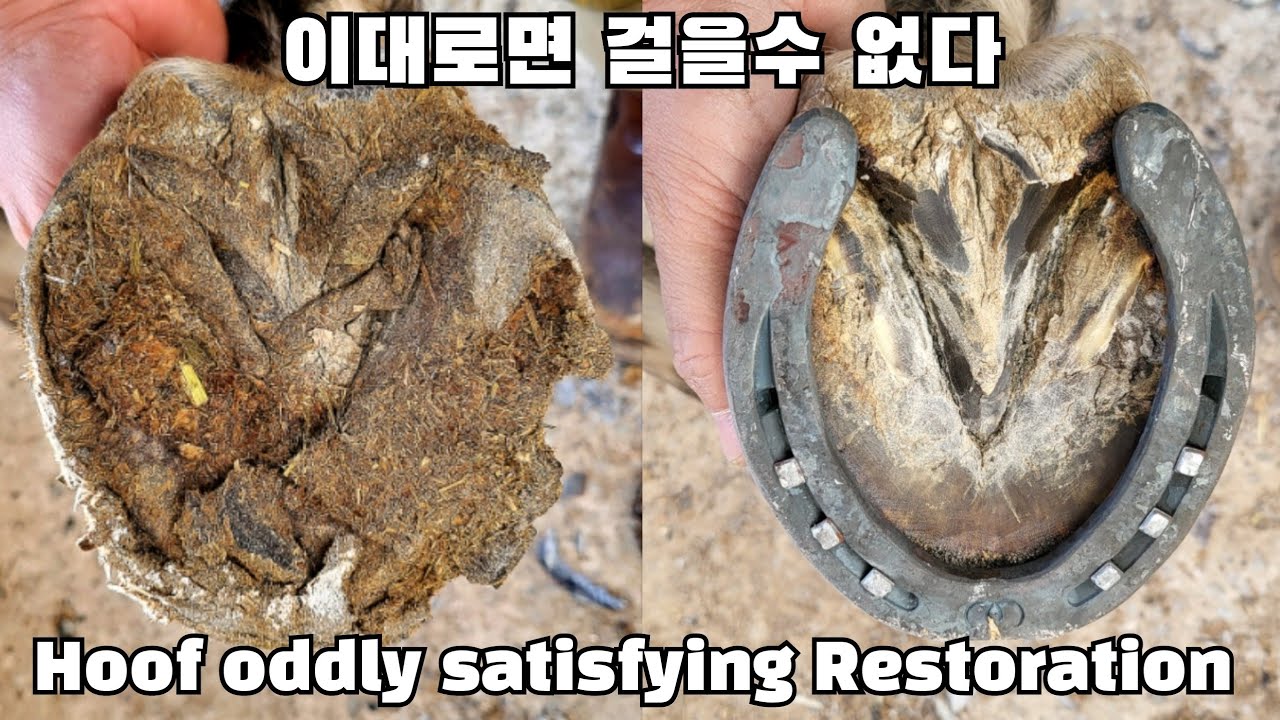 Deformity  Horse Hoof oddly satisfying videos