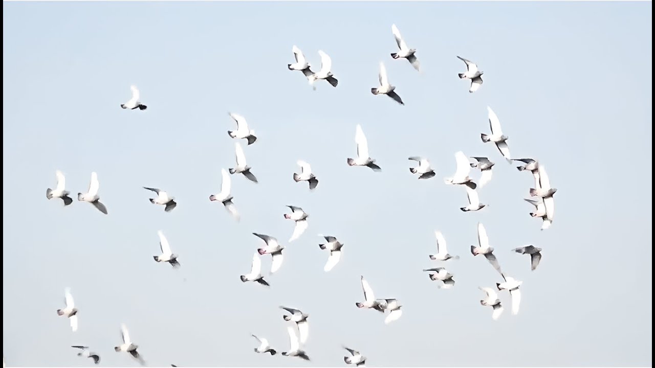 Cómo entrenar a tus palomas Secretos y revelaciones