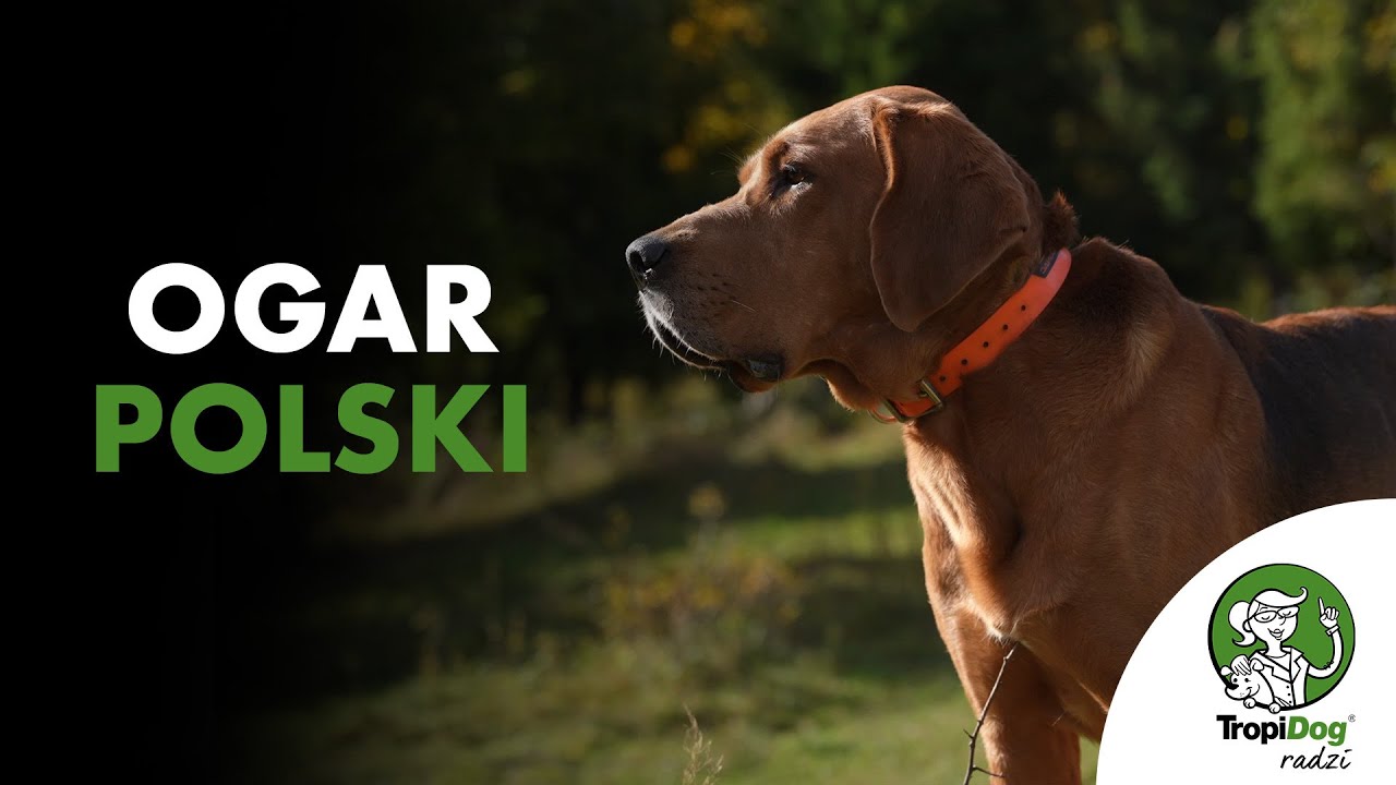 Ogar Polski - Skarb Myśliwych