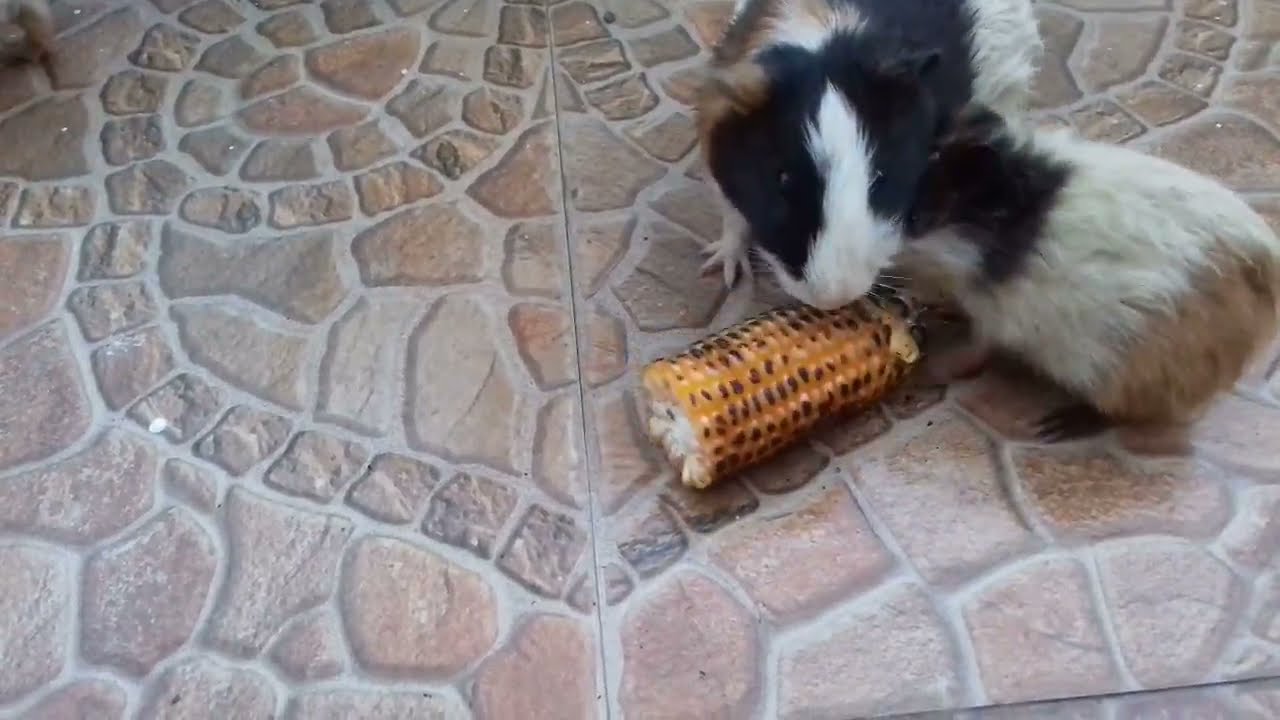 guinea pigs eating corn