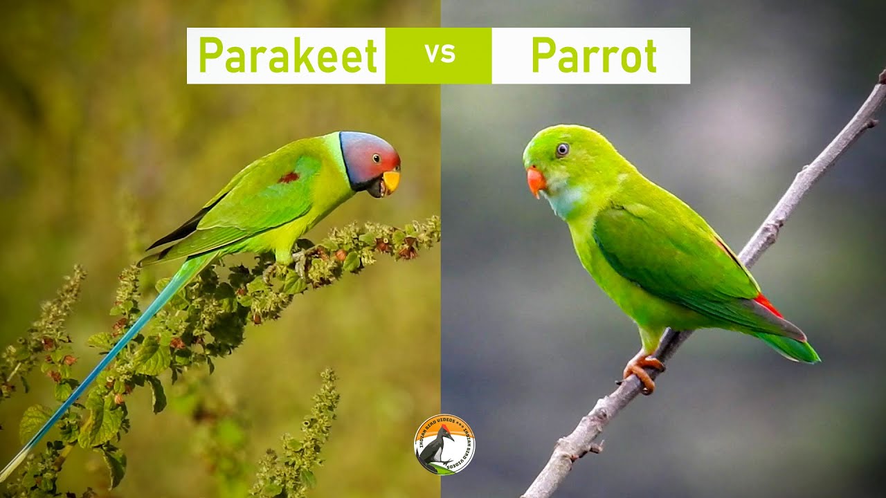What is the difference between Parrot and Parakeet - Learn about birds