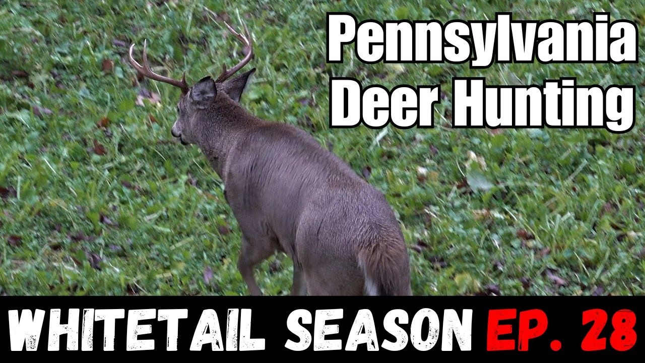 BUCK RIGHT UNDER THE TREE!