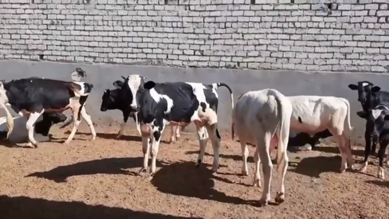 الصدق والامانه