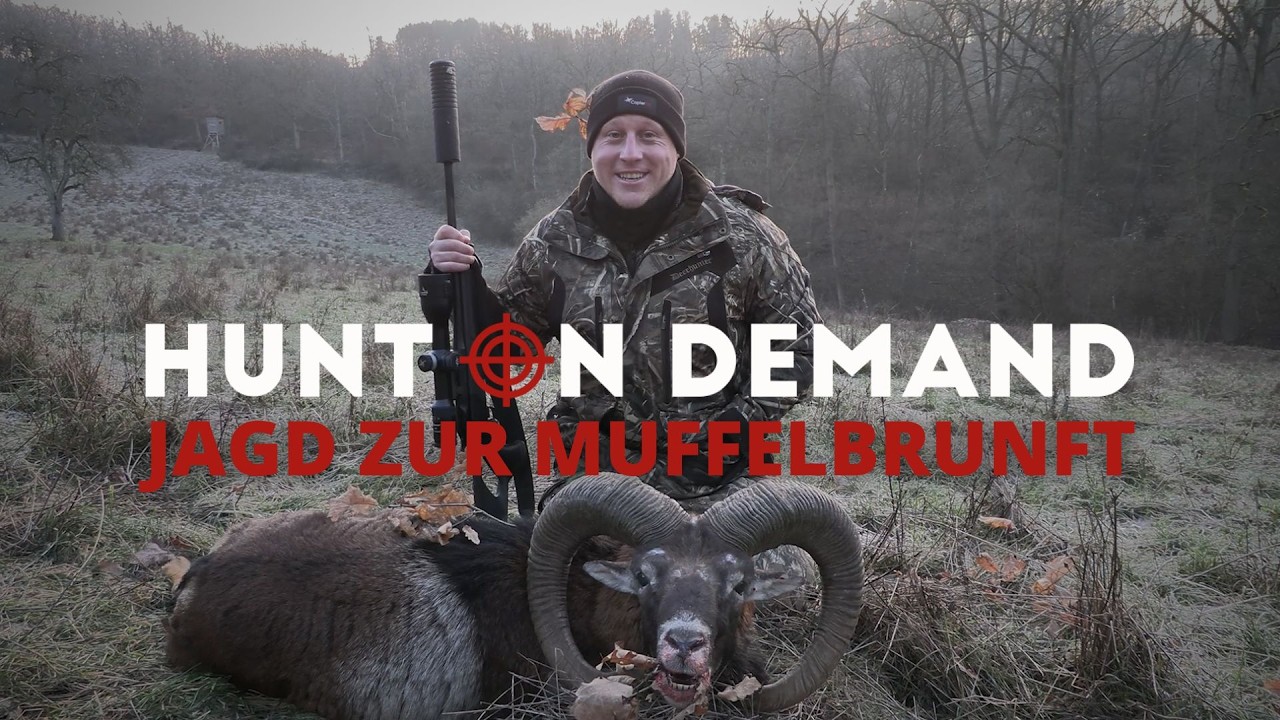 Atemberaubende Jagd zur Muffelbrunft mit @copterpro10