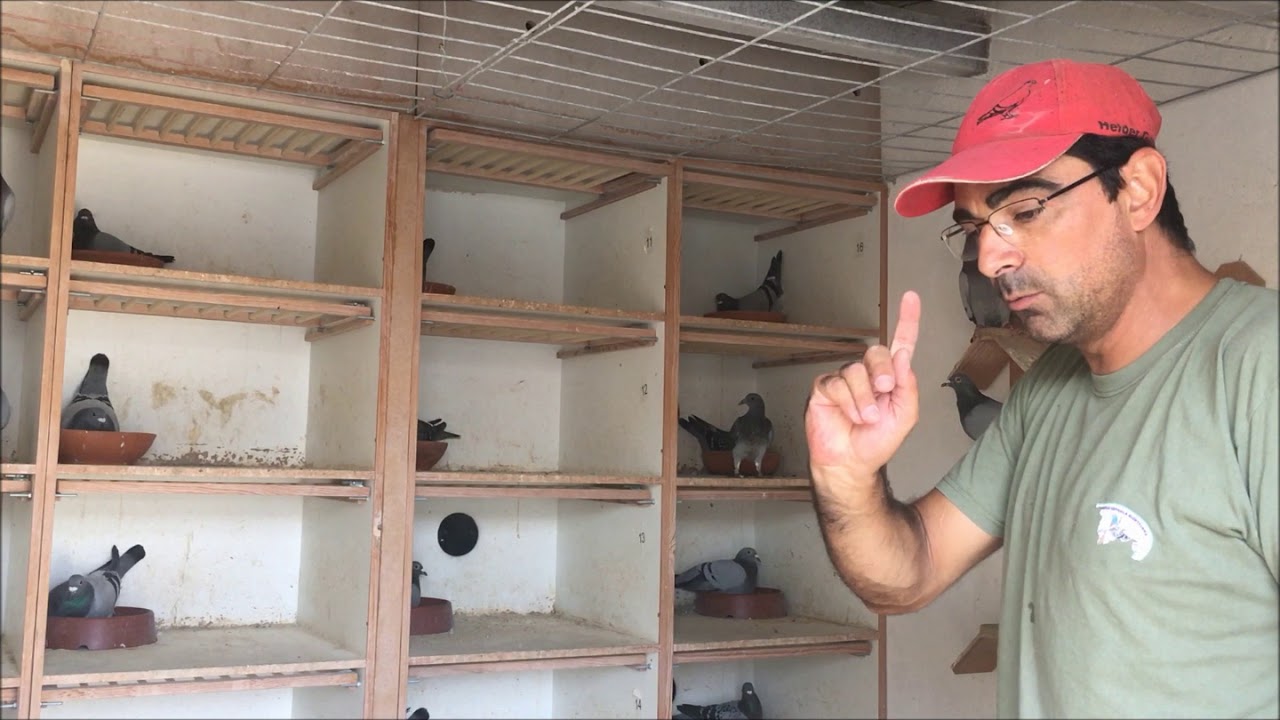 Visita ao Pombal de Helder Galveia em Portugal!!