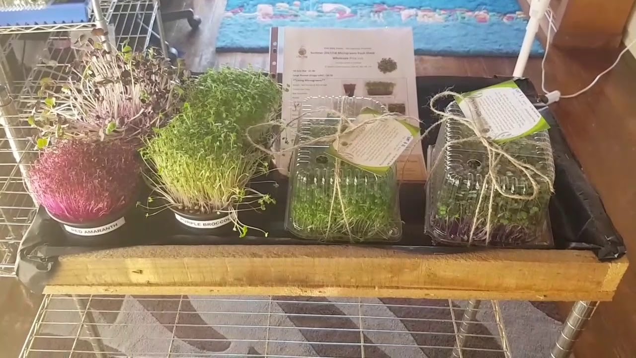 Microgreens sample packs 🌱 Our farms version and what we include!
