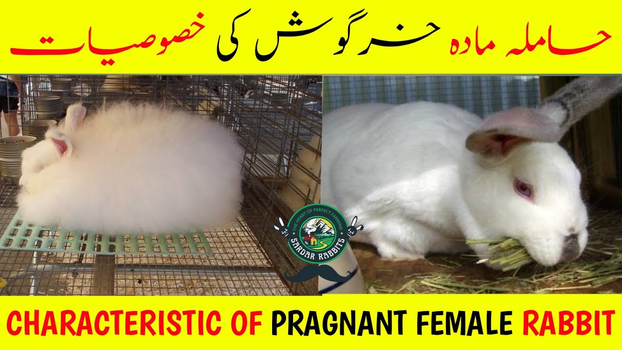 Characteristic Of Pregnant Female Rabbit