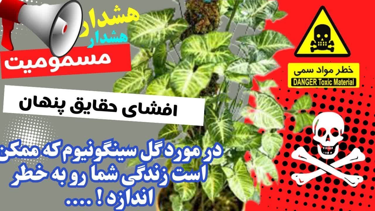 هشدار ! هشدار مسمومیت ، رازهای نگفته در مورد گل سینگونیوم که ممکن ، سلامت و جانت رو به خطر اندازد !.