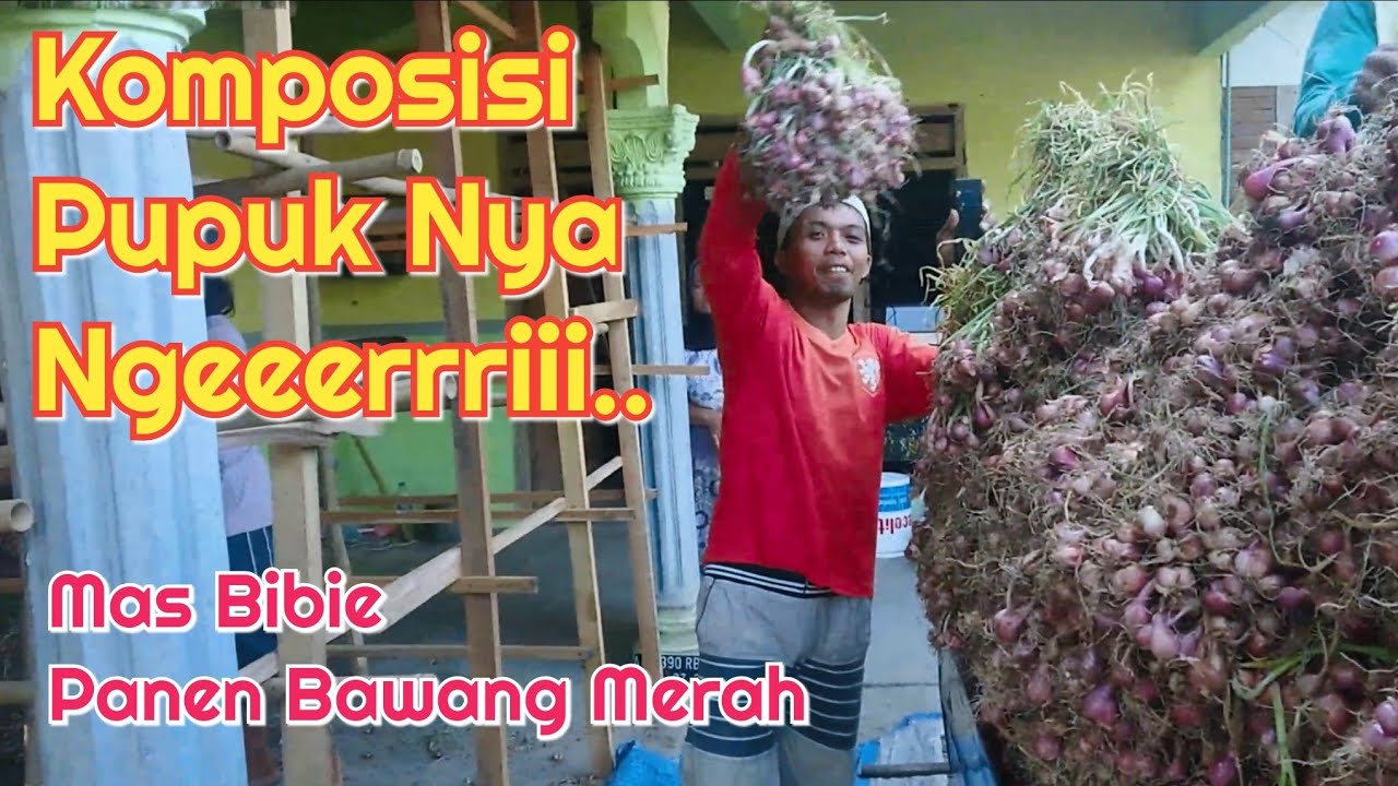 Panen Bawang Merah Mas Bibi