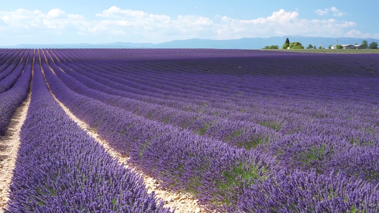 Применение и преимущества масла лаванды doTERRA&reg;