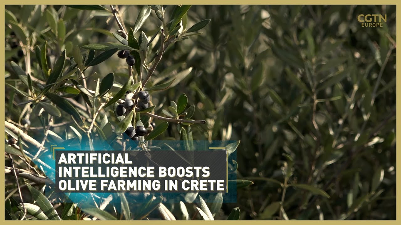 Artificial intelligence boosts olive farming in Crete