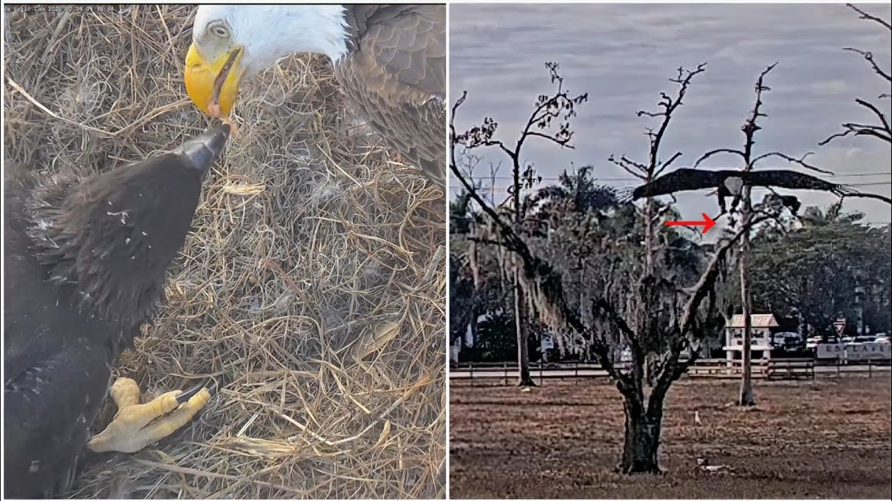 SWFL EAGLE CAM 2026.2.4 🥲F23 was chased by birds (hawks?) and dropped the fish into the pond.