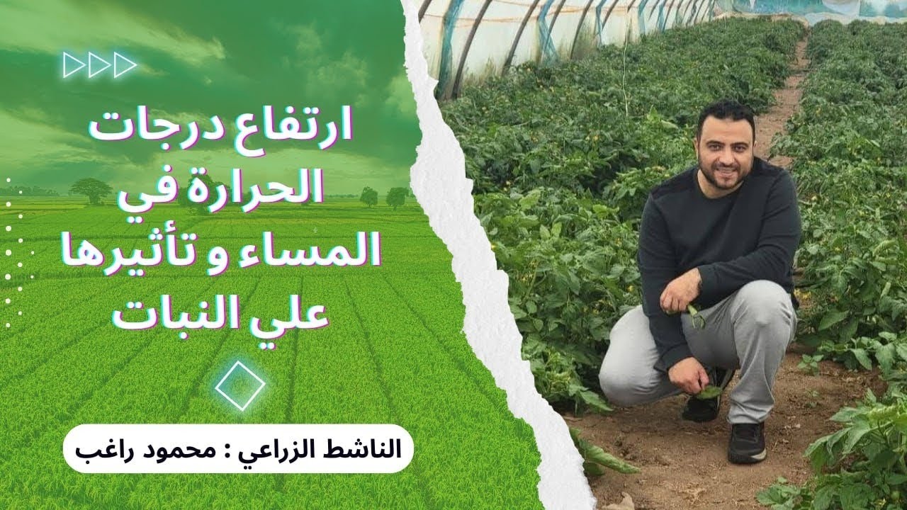 تأثير درجة حرارة المساء | الناشط الزراعي م.محمود راغب