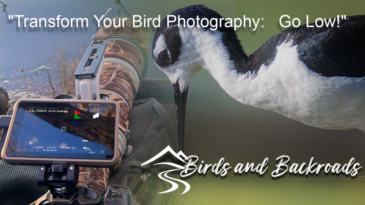 Getting Low: Mastering Shorebird Photography at Ground Level
