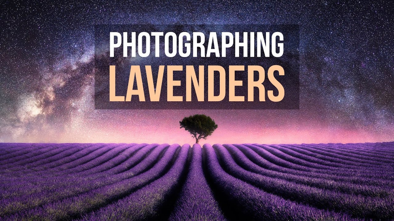 Landscape Photography - Lavenders of Provence, France
