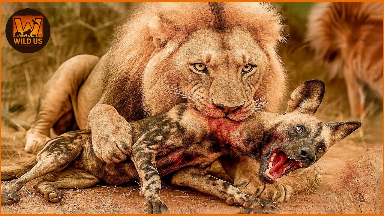 Most Terrifying Lion Attacks Ever Recorded | Wild Animals