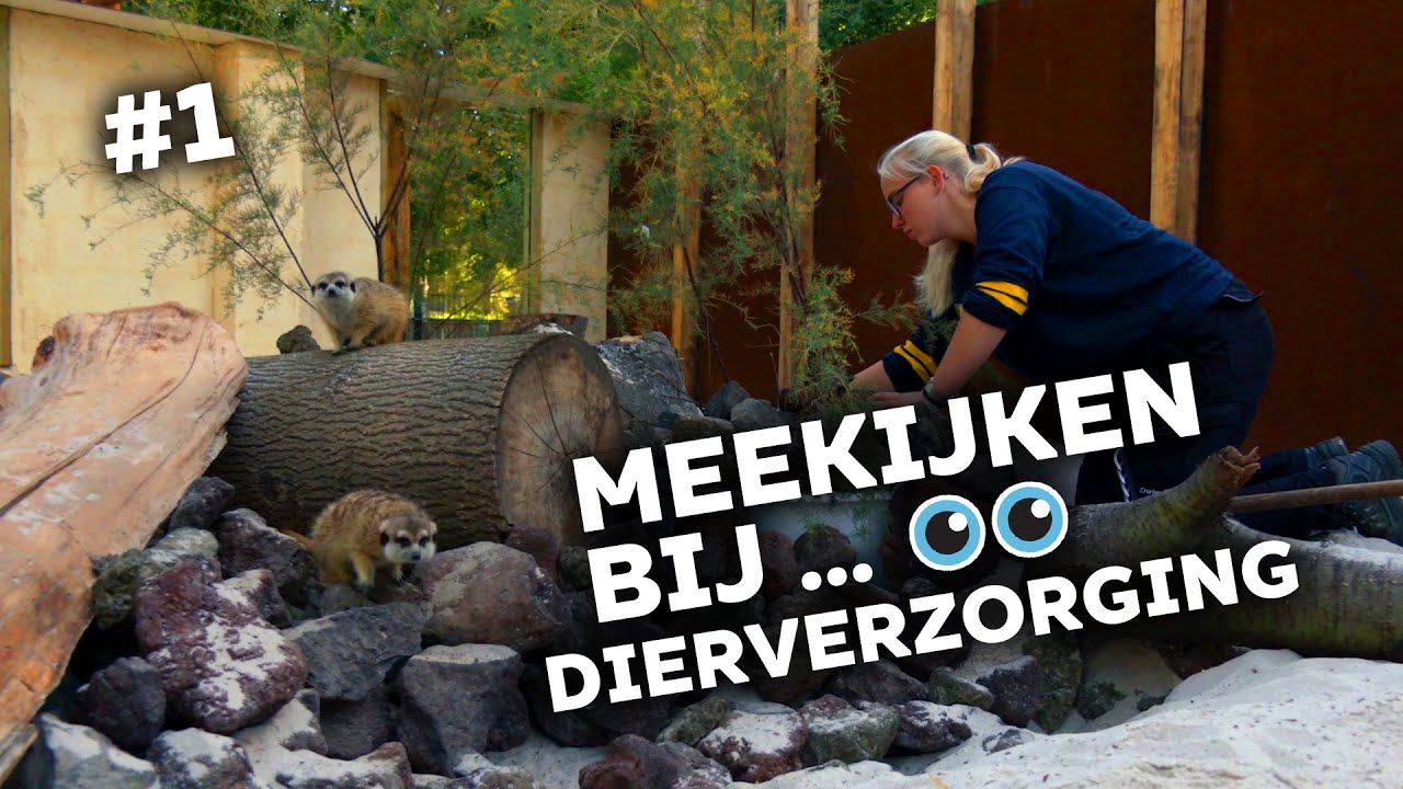Meekijken bij de opleiding Dierverzorging | #1