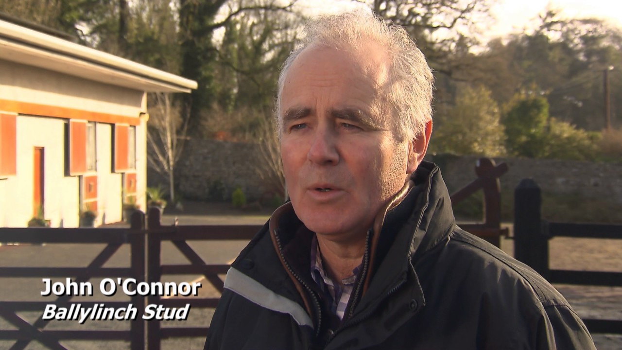 ITM Irish Stallion Trail