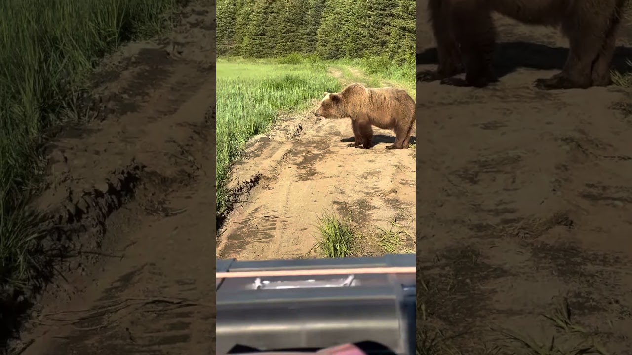 This Giant Toll Collector Only Takes Salmon #alaskabear #alaskalife #alaskawildlife #alaskaadventure