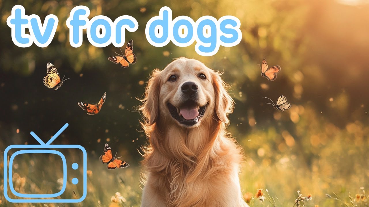 DOG TV ENTERTAINMENT | Birds & Nature Videos for Bored Dogs!