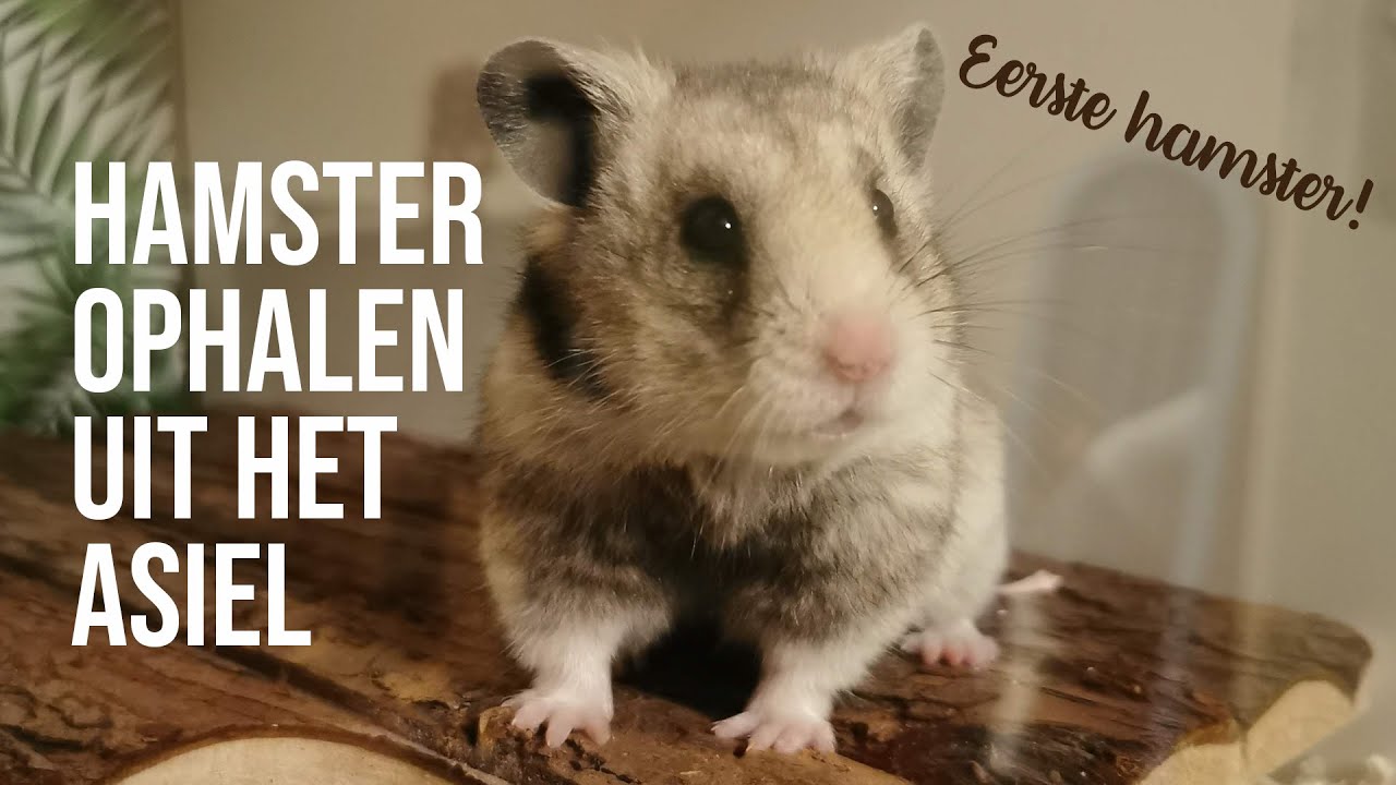 Mijn nieuwe hamster ophalen! | VLOG