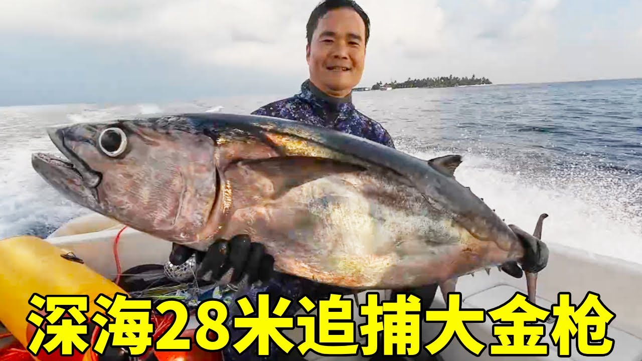 阿锋马尔代夫深潜，深海28米追捕大金枪，为了刺身拼了【探海漁人】
