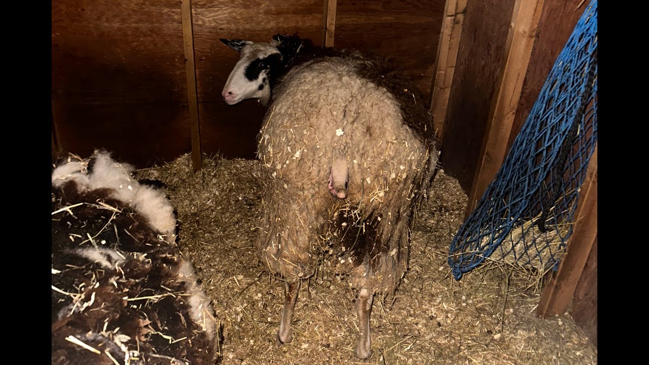 Omg 😱 heavy snowstorm and lambs being born- on live!!!