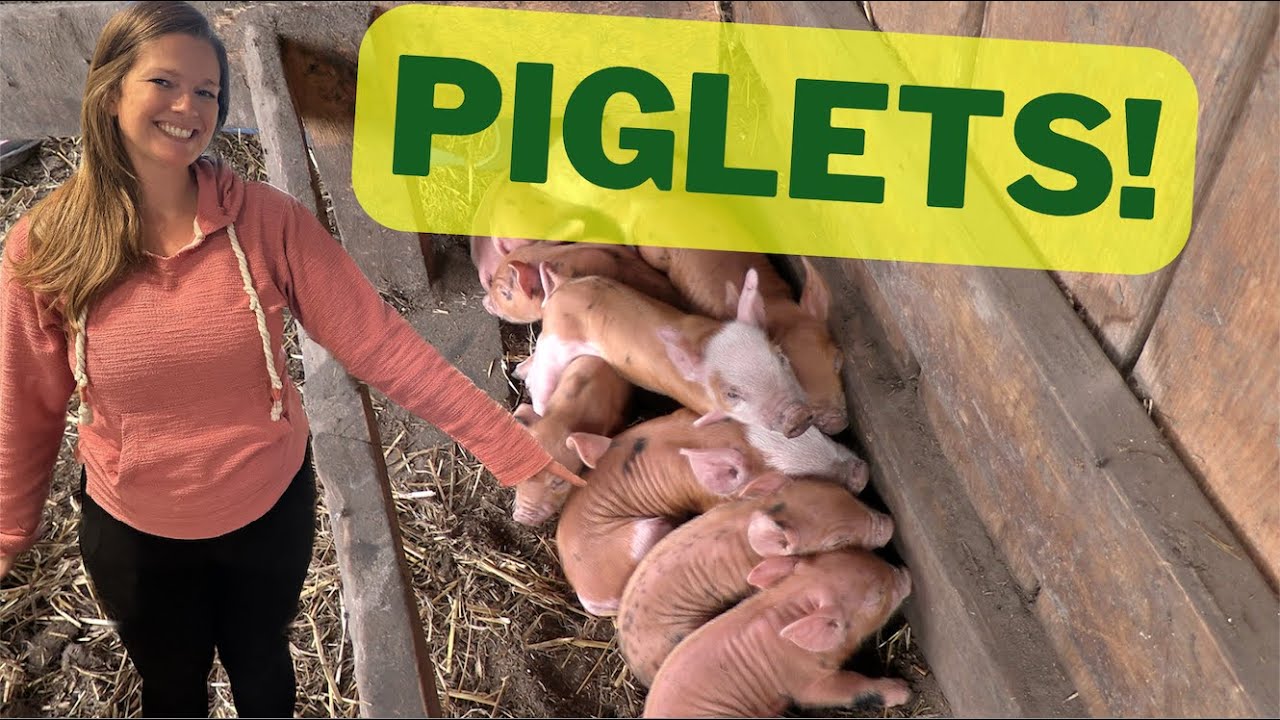New Pig has Piglets! Hereford x Tamworth x Berkshire Piglets