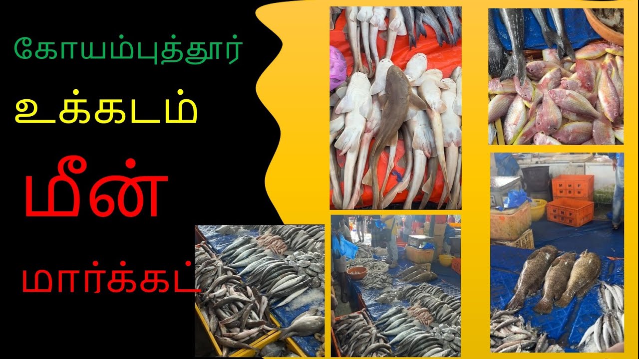 கோயம்புத்தூர் உக்கடம் மீன் மார்க்கட் || Fish Market Ukkadam Coimbatore