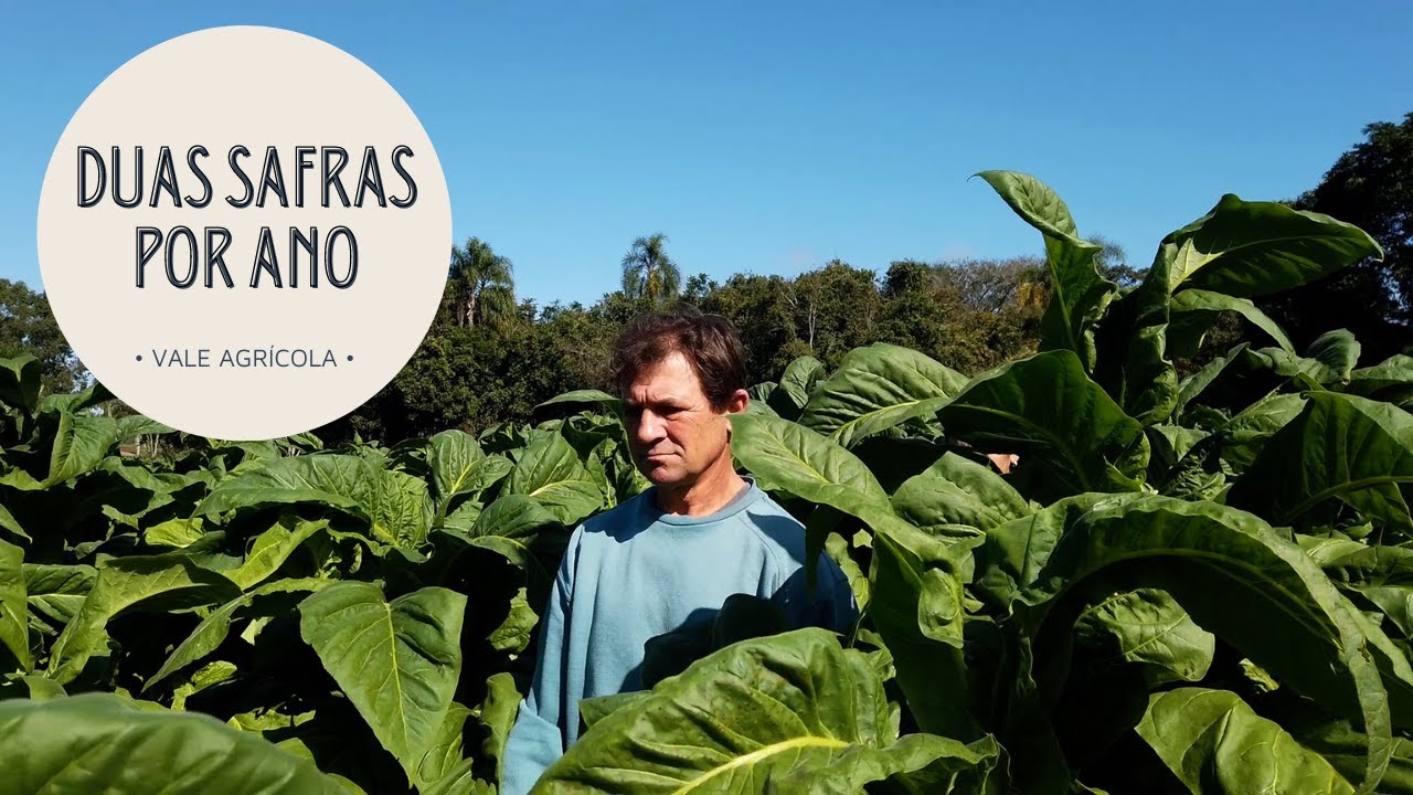 Agricultor faz duas safras de tabaco no ano!