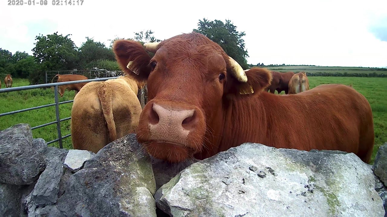 Irland Reise 2025 , Selfie (Foto) mit einem Bullen ; Поездка в Ирландию в 2025 году, селфи с быком.