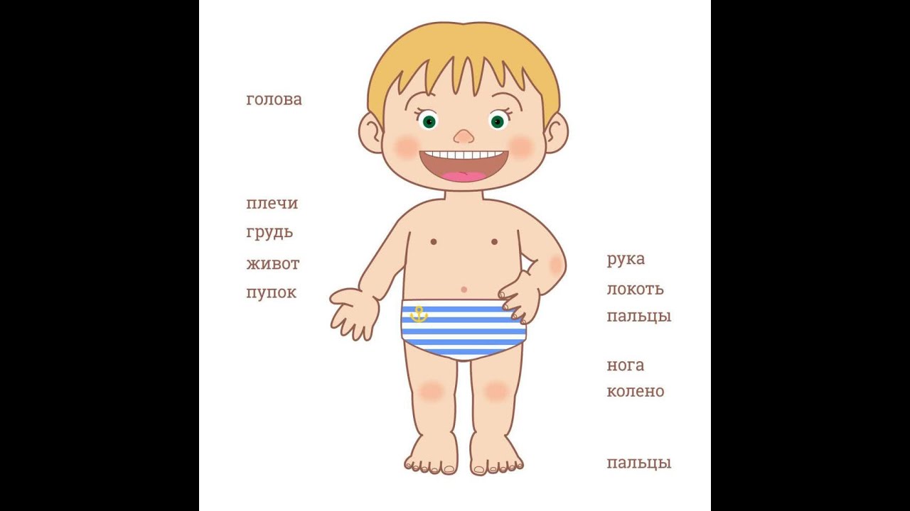 RUS DILI DERSLERI/BƏDƏN ÜZVLƏRİ/ЧАСТИ ТЕЛА