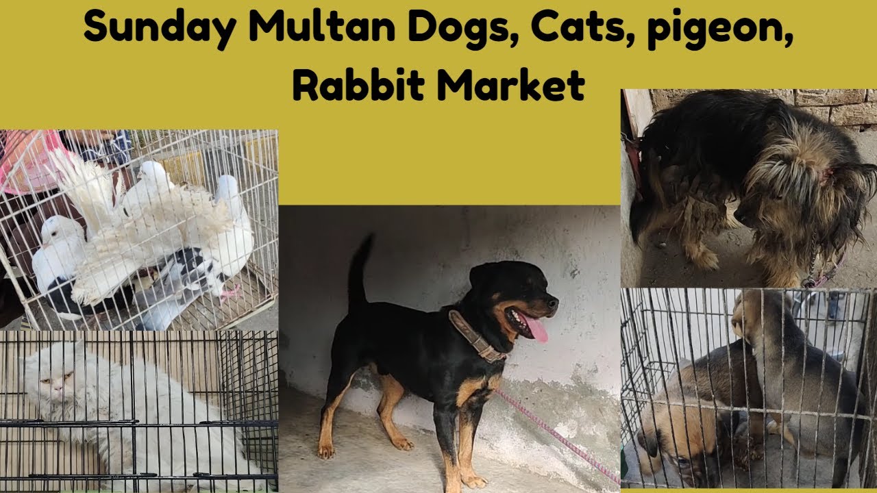 Multan animals Sunday mundi || Sunday Multan Dogs and Cats Market || animals safar
