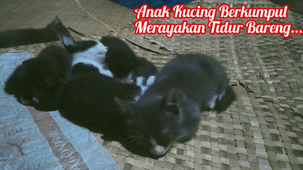 Anak Kucing Berkumpul Merayakan Tidur Bareng...