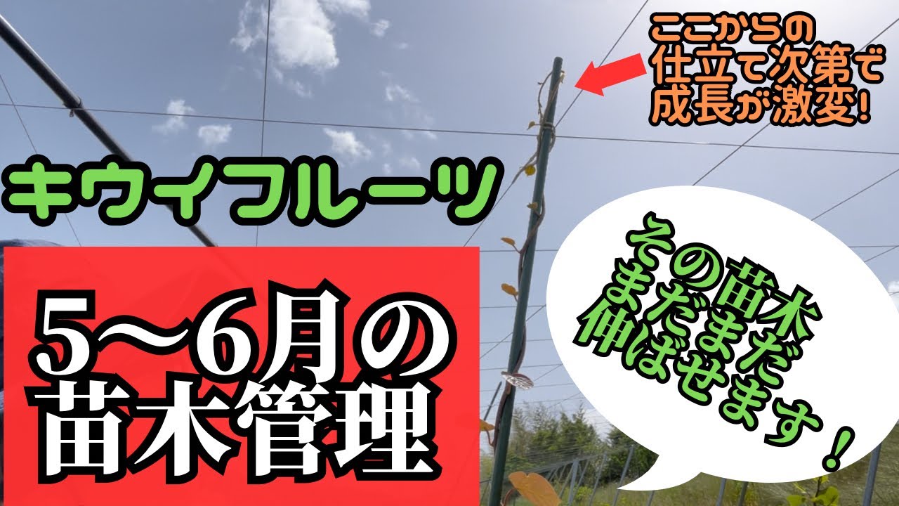 キウイフルーツの苗木をどこまでも伸ばす方法