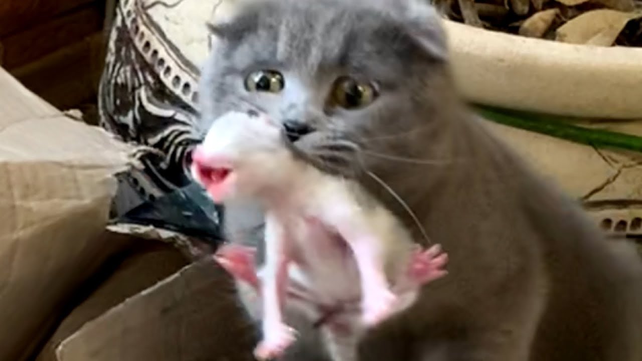 Кошка несет котенка в зубах - сборник