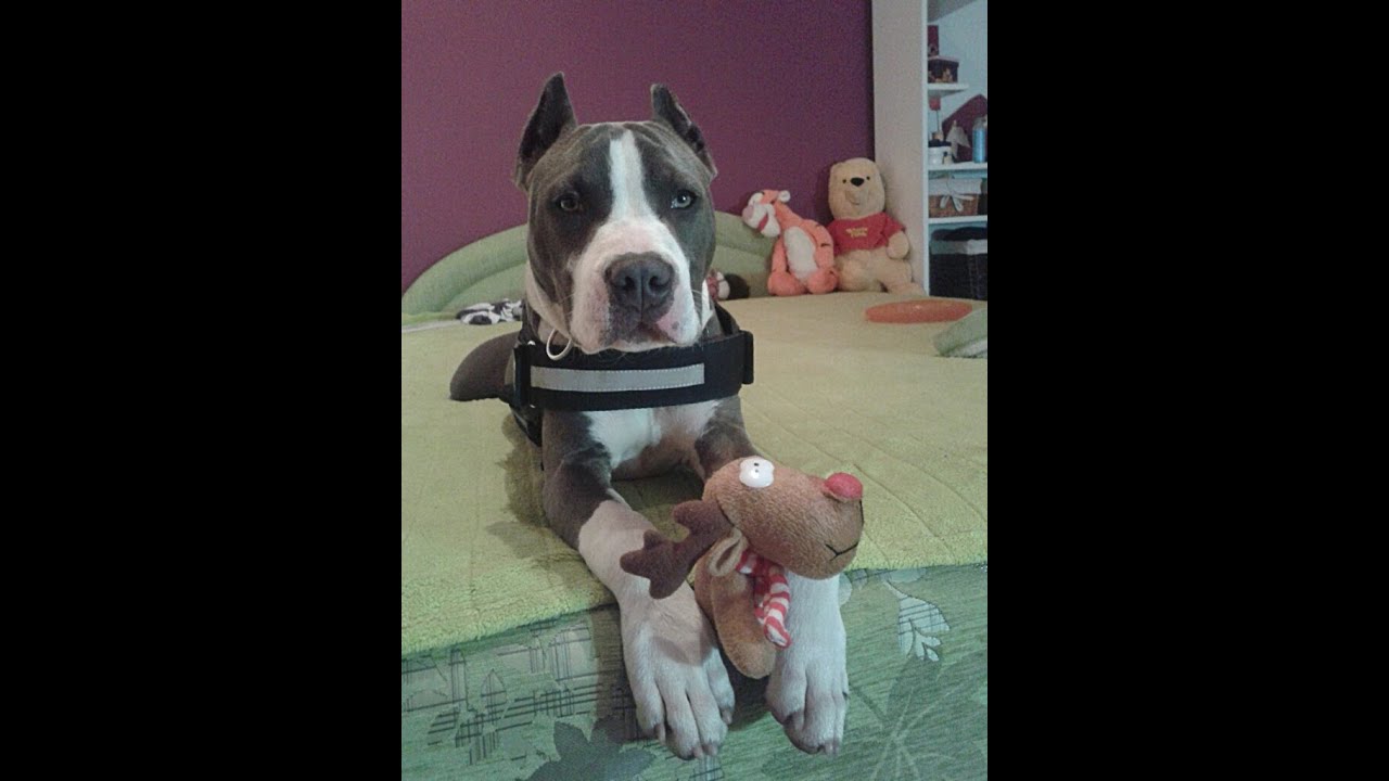 American Staffordshire Terrier - ASTOR (5) (6 hónap)