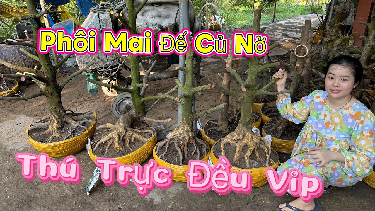 1/3 ☎️0386768133 Vừa nhập đội lô mai củ đế đẹp trực búp măn dáng thú (chợ gạo tiền giang)