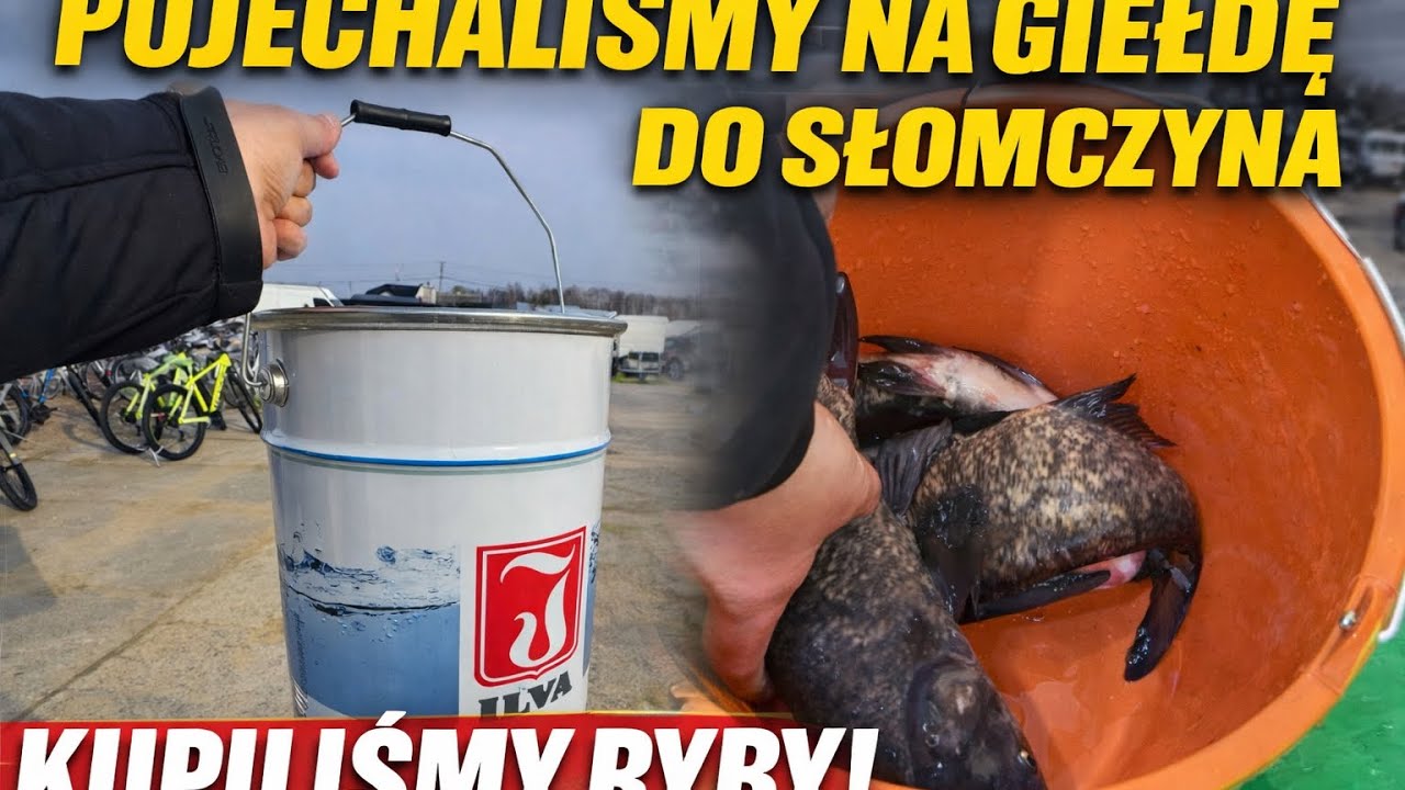Pojechaliśmy na Słomczyn po dwie rzeczy  ! Kończymy zawijanie malin