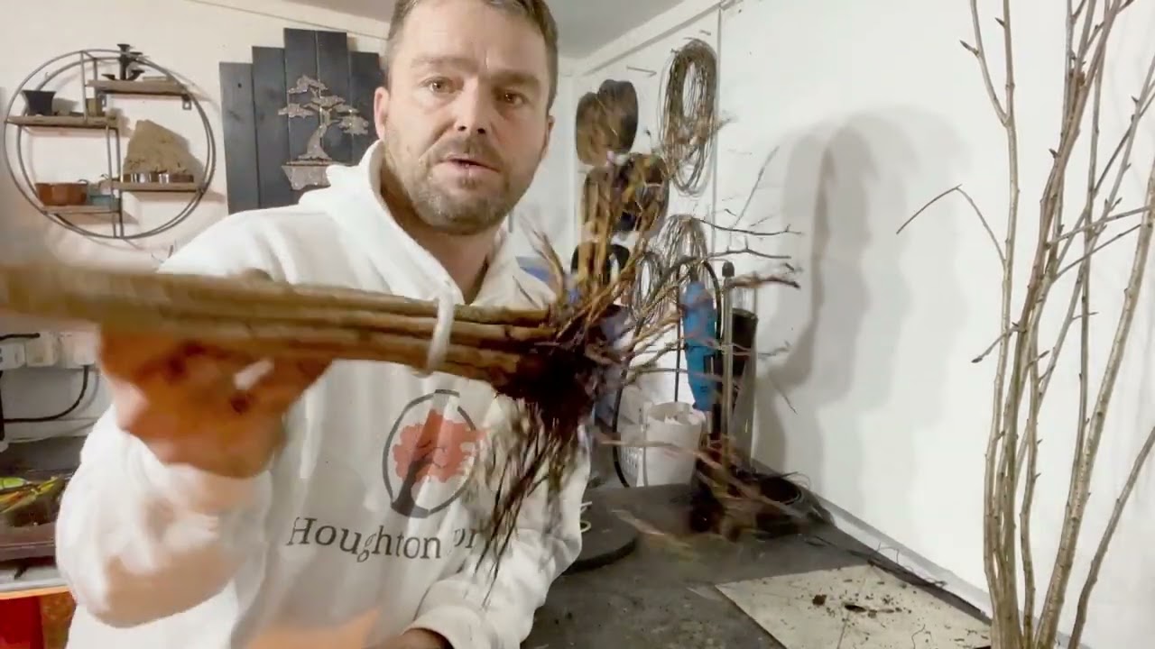 Cherry Tree Clump Ebihara method for Bonsai Update (2023)