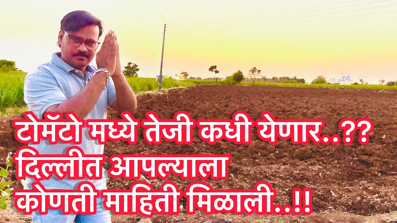 टोमॅटो मध्ये तेजी कधी येणार..?? दिल्लीत काय माहिती मिळाली