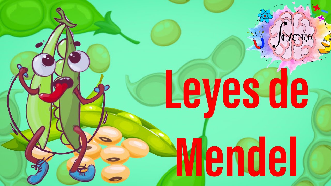 Leyes de Mendel