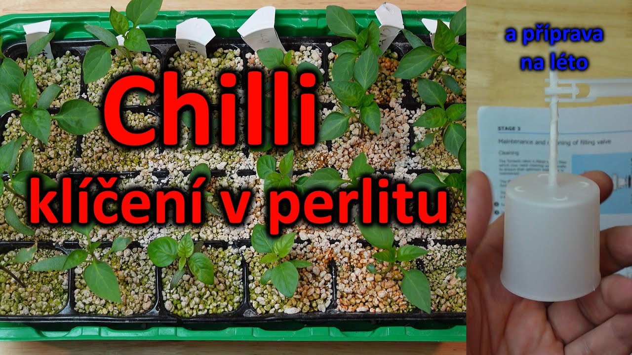 33. Klíčení chilli paprik v perlitu a další perličky