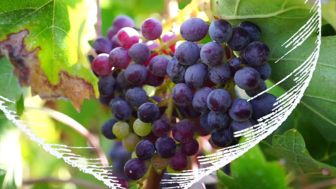 Cyprus Winemaking Grapes - Maratheftiko