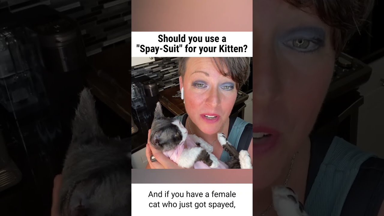 Should you use a Spay-Suit for your Cat?
