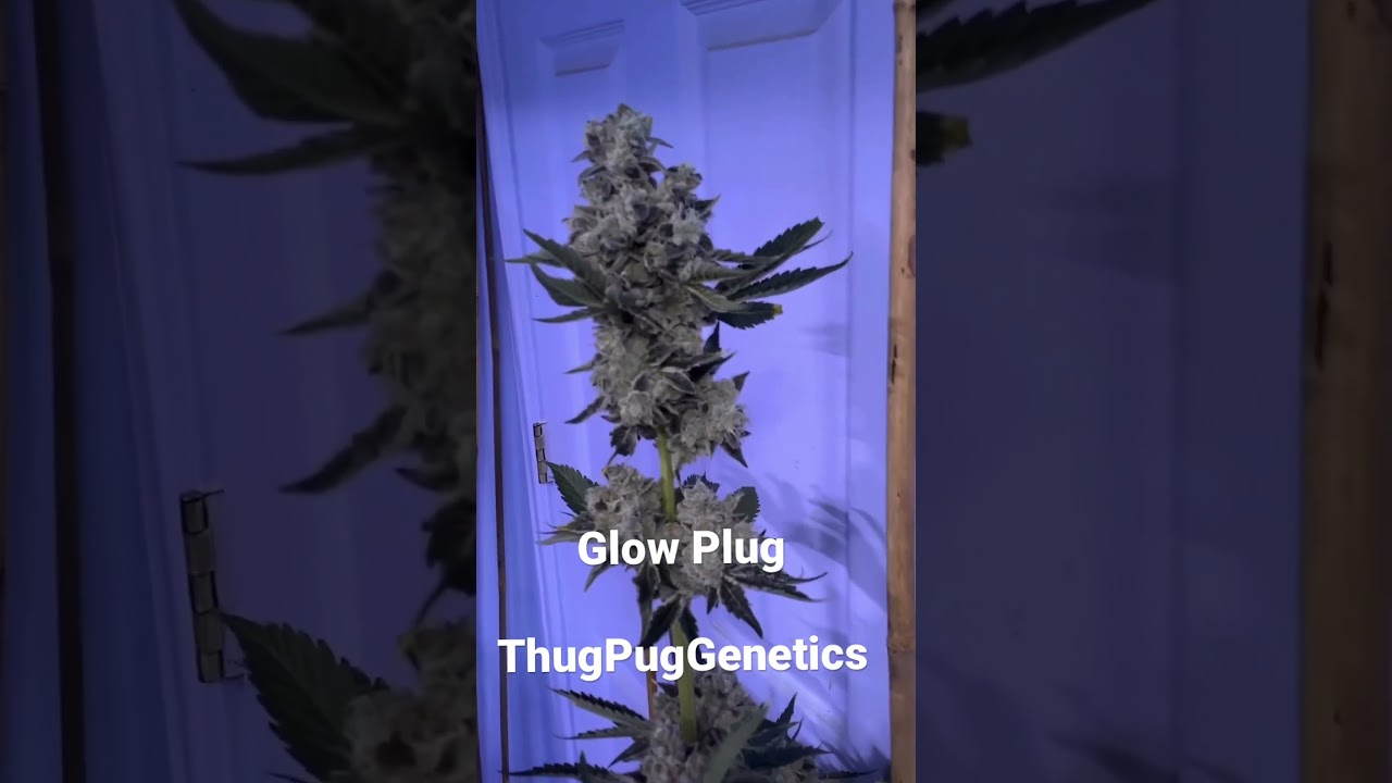 Glow Plug Strain ThugPugGenetics