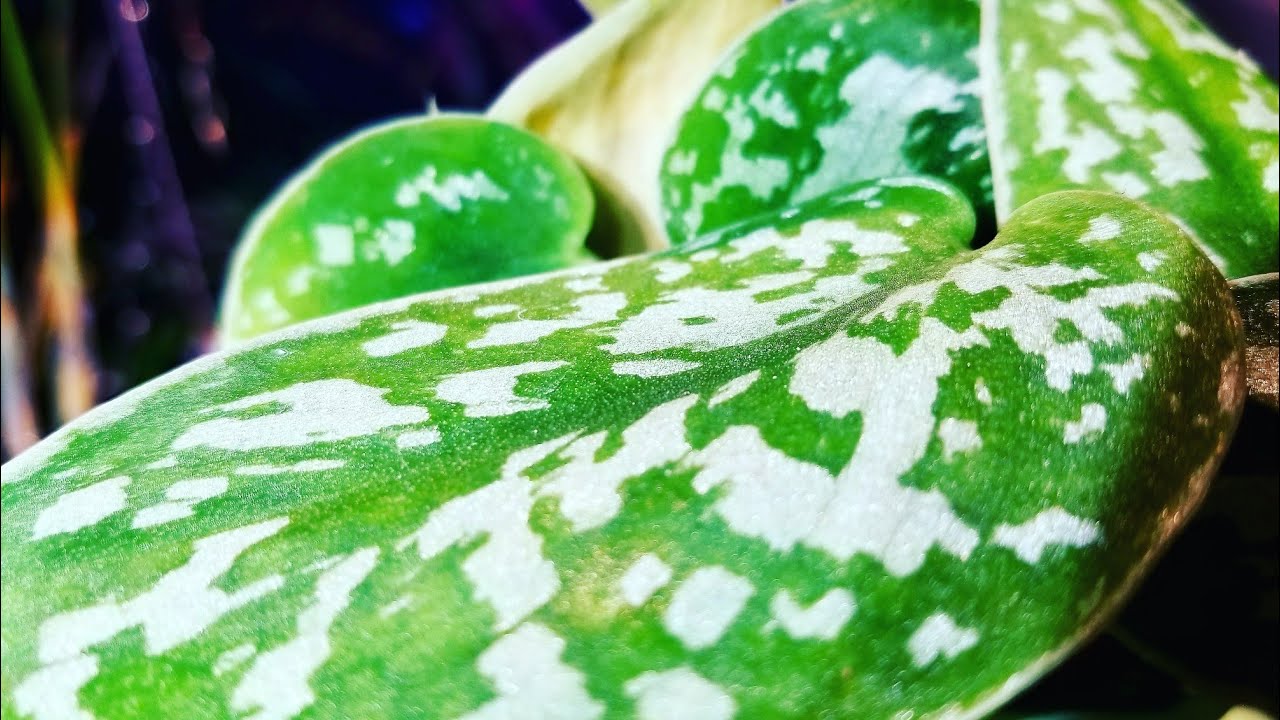 SPARKLING GLITTERY SILVER POTHOS! Easiest House Plant?